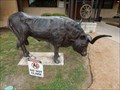 Image for Longhorn Bull - San Antonio, TX