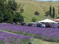 Image for Whitebay Lavender Farm. Napier. New Zealand.