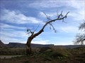Image for Shoe Tree in Virgin, Utah USA