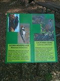Image for Acorn Woodpecker & California Quail - O'Neill Regional Park, CA
