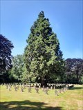 Image for Mammutbäume auf dem Südfriedhof - Köln, NRW, Germany