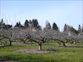 Image for Curran Apple Orchard Park - University Place, WA