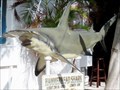 Image for Hammerhead Shark - Key West Aquarium - Key West, FL