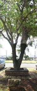 Image for Tamarind Tree Bench  - Honolulu, HI