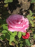 Image for Luther Burbank Gardens Rose Garden - Santa Rosa, CA 