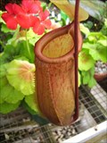Image for Pitcher Plants & more - UNC Charlotte McMillan Greenhouse