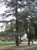 Image for Metasequoia Tree - Library Park - Monrovia, CA