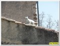 Image for Le chat blanc - Villeneuve, France