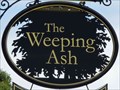 Image for Weeping Ash - New Street, St Neots, Cambridgeshire, UK.