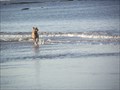 Image for Dog Beach - Anglesea, Victoria, Australia
