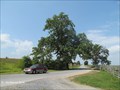 Image for Sickle's Witness Tree at Trostle Farm, Gettysburg Battlefield - Gettysburg, PA