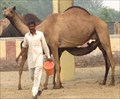 Image for Only - Camel Research Center in Asia - Bikaner, India