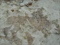 Image for Pittman Creek Fossil Bed - Plano, TX, US