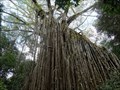 Image for Curtain Fig Tree - Yungaburra - QLD - Australia