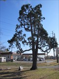 Image for TX State Champion Incense Cedar Tree -- Garland TX