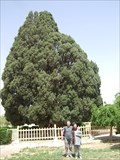 Image for Old cypress in Abarkuh.