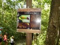 Image for Tucan Real  - Tikal, Guatemala