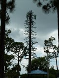 Image for Tree Cell Tower - Coral Springs ,FL