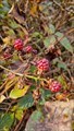 Image for Black berries - Schoonbroek, Belgium