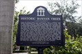 Image for Historic Banyan Trees