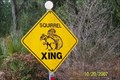 Image for Squirrel Crossing