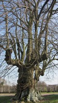 Image for OLDEST tree in the Netherlands