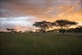 Image for Serengeti National Park - Tanzania