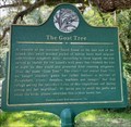Image for The Goat Tree - Dauphin Island, AL