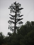 Image for Pine Tree Cell Tower - Salisbury, MA