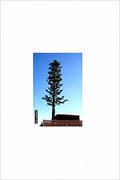 Image for Mojave Desert Fir Tree