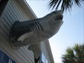 Image for Center St Shark - Folly Beach, SC
