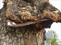 Image for Sign eating tree, Goondiwindi, Qld, Australia