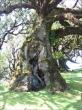 Image for The magic forest of Fanal, Madeira, Potugal