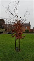 Image for Tim Parry tree - The Green - Dadlington, Leicestershire
