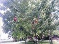 Image for Salem Shoe Tree - Illinois