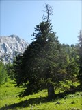 Image for Urtanne vom Steinberg - Kufstein, Tirol, Austria