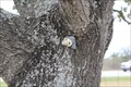 Image for Hungry Library Tree -- Elroy TX