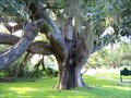 Image for Oak Tree - LOCH HAVEN PARK - Orlando, Florida