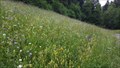 Image for Flower Field Griesweg - Tenniken, BL, Switzerland