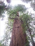 Image for Gifford Pinchot Tree - Muir Woods National Monument - California