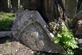 Image for Árbol que come una lápida. Tree eating a headstone.