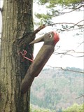 Image for Woodpecker in the Palatinate Forest - RLP / Germany