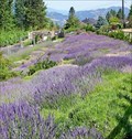 Image for Okanagan Lavender & Herb Farm - Kelowna, British Columbia