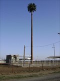 Image for Palm Tree Cell Tower - Merced, CA