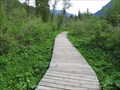 Image for Skunk Cabbage Boardwalk - Revelstoke, British Columbia