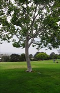 Image for Gizella Tauber Tree  -  San Diego, CA