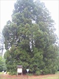Image for Naturdenkmal 'Mammutbäume' near Landstuhl, Pfalz, Germany