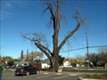 Image for Uncle Burts Tree, Vacaville, CA