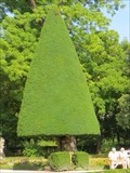 Image for Cone Trees - Würzburg, Bayern, Germany