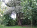 Image for Salix alba - Praha-Suchdol, Czechia
